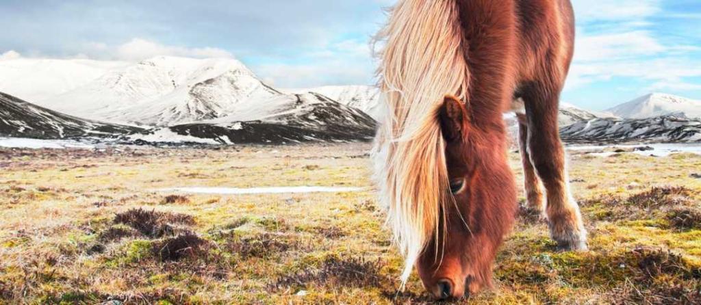 iceland5