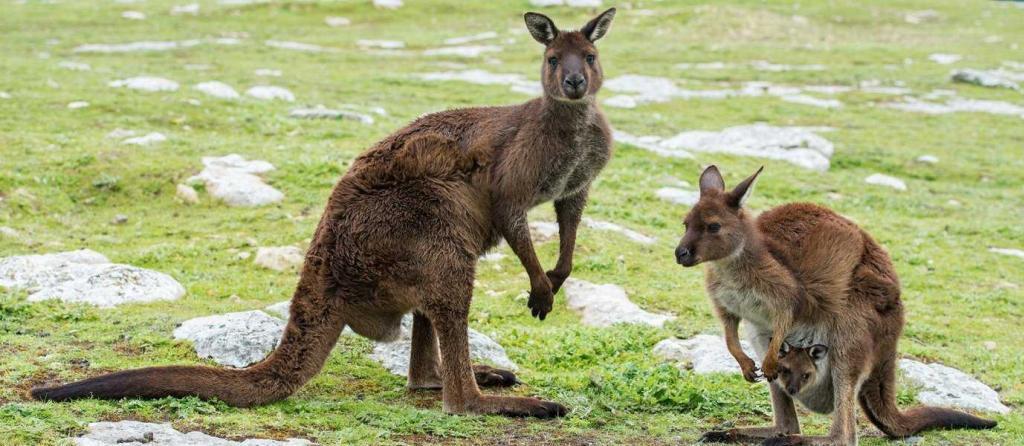 Australia7
