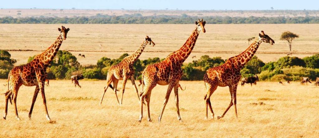 kenya13