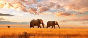 Kenya in 9 Days, 7 Nights in Destination- Starting at $4,598/couple